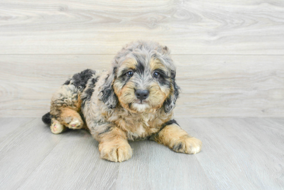 Mini Bernedoodle Puppy for Adoption