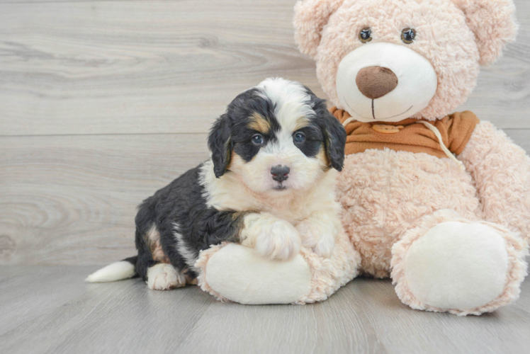 Mini Bernedoodle Pup Being Cute