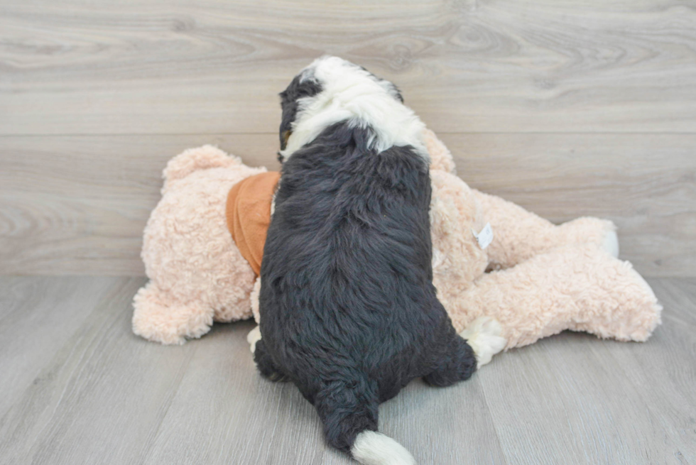Playful Mini Berniedoodle Poodle Mix Puppy