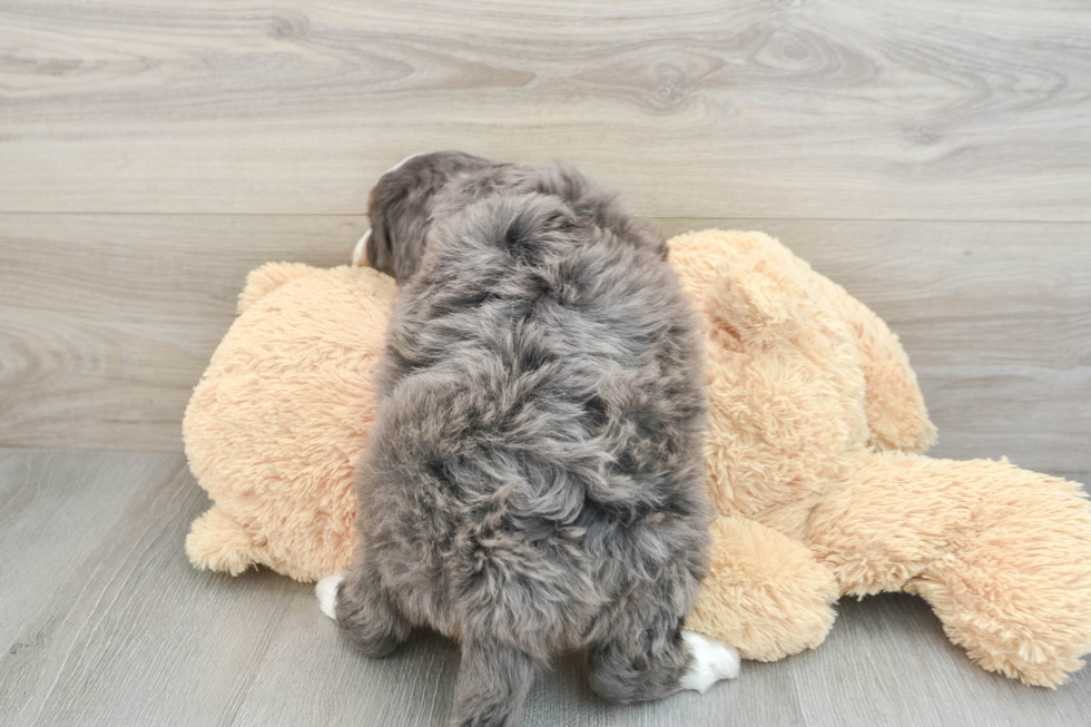 Petite Mini Bernedoodle Poodle Mix Pup