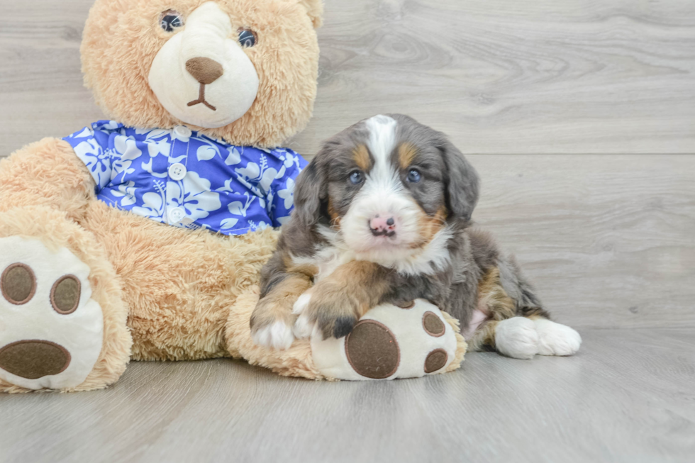 Mini Bernedoodle Pup Being Cute