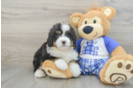 Best Mini Bernedoodle Baby