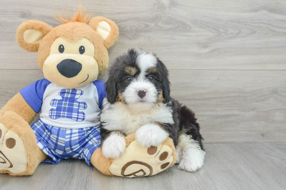 6 week old Mini Bernedoodle Puppy For Sale - Premier Pups