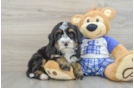 Mini Bernedoodle Puppy for Adoption