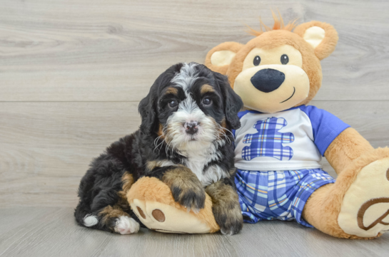 Mini Bernedoodle Puppy for Adoption