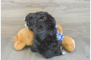Best Mini Bernedoodle Baby