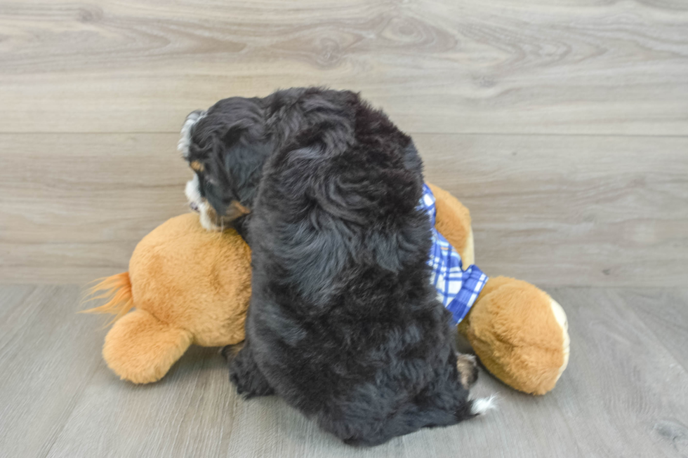 Best Mini Bernedoodle Baby