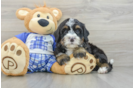 Petite Mini Bernedoodle Poodle Mix Pup