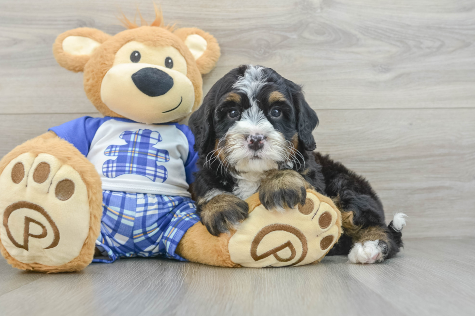 Petite Mini Bernedoodle Poodle Mix Pup