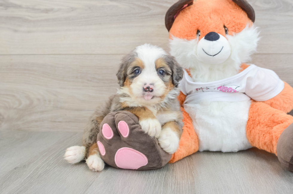 6 week old Mini Bernedoodle Puppy For Sale - Premier Pups