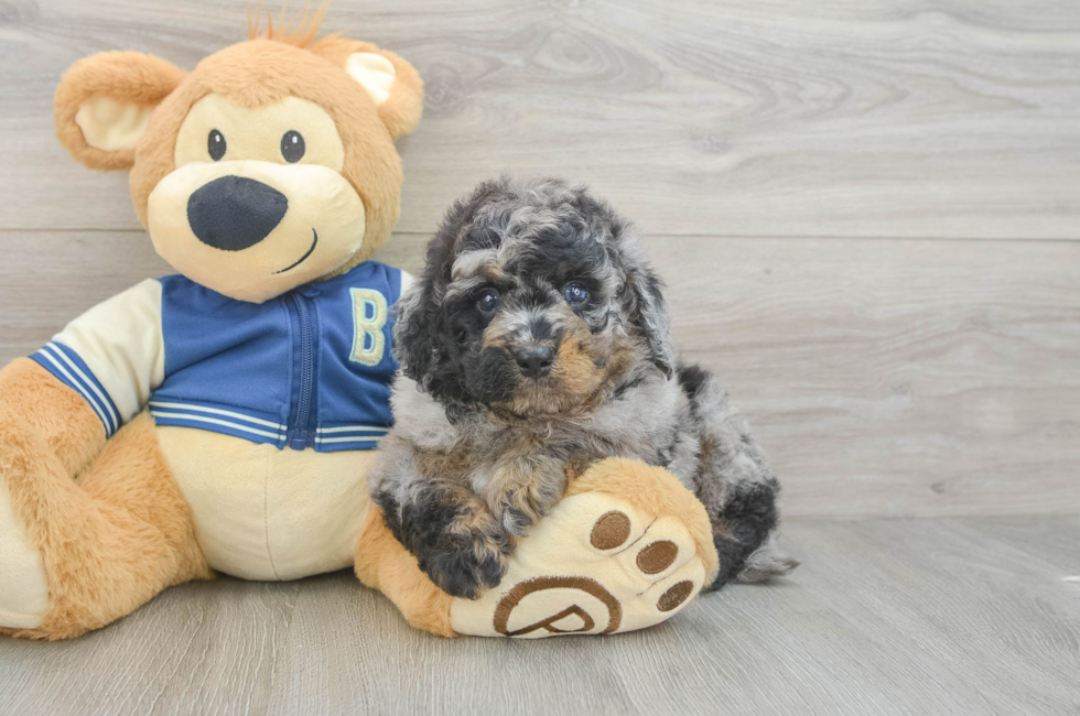 5 week old Mini Bernedoodle Puppy For Sale - Premier Pups