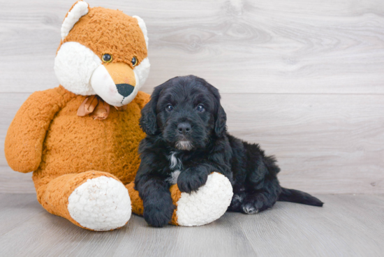 Friendly Mini Bernedoodle Baby