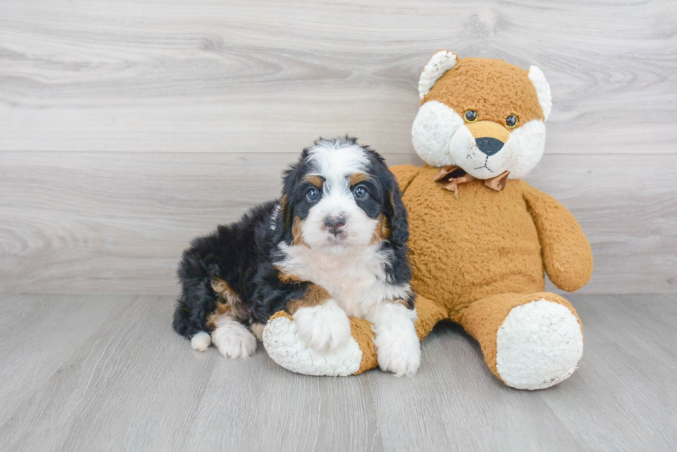 Friendly Mini Bernedoodle Baby