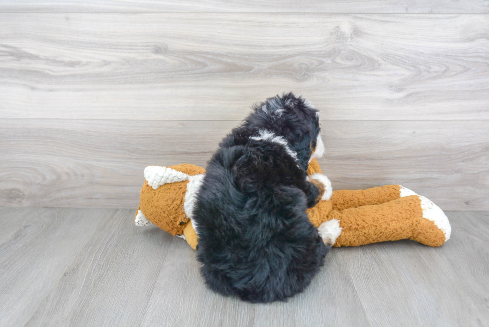 Fluffy Mini Bernedoodle Poodle Mix Pup