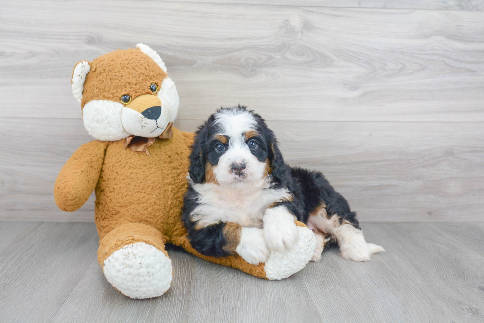 Smart Mini Bernedoodle Poodle Mix Pup