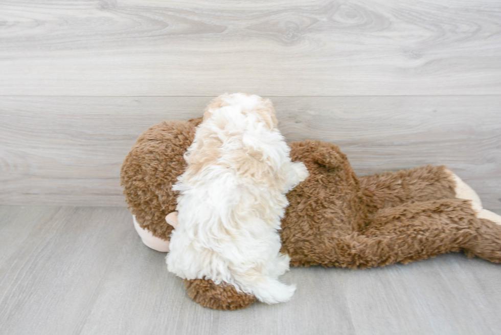 Little Mini Berniedoodle Poodle Mix Puppy