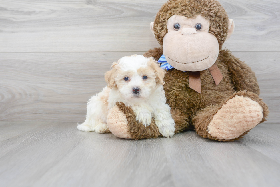 Energetic Mini Berniedoodle Poodle Mix Puppy