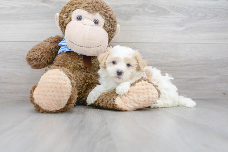 Small Mini Bernedoodle Baby