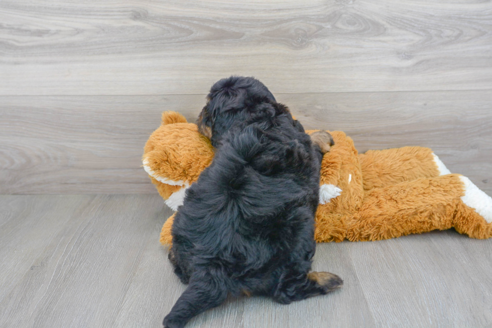 Cute Mini Bernedoodle Poodle Mix Pup