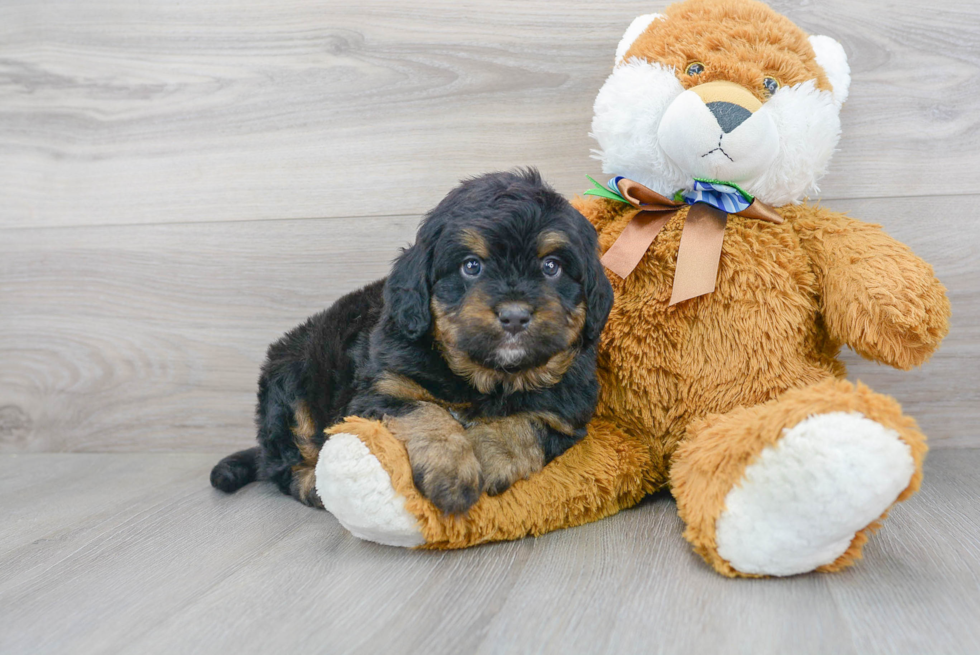 Mini Bernedoodle Puppy for Adoption