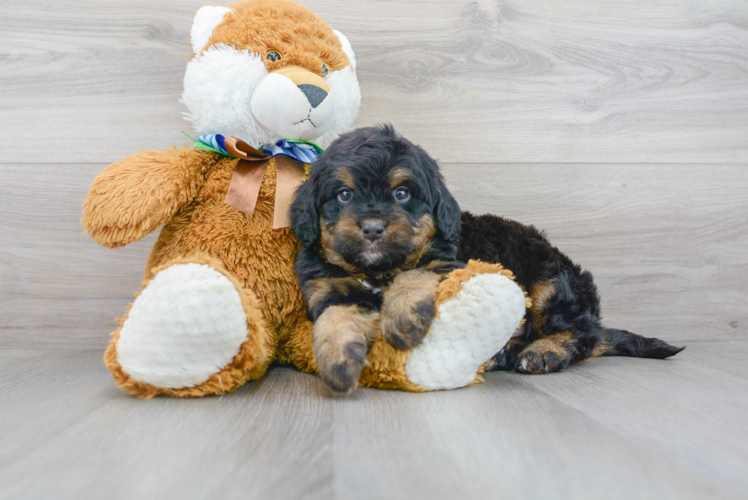 Cute Mini Bernedoodle Poodle Mix Pup