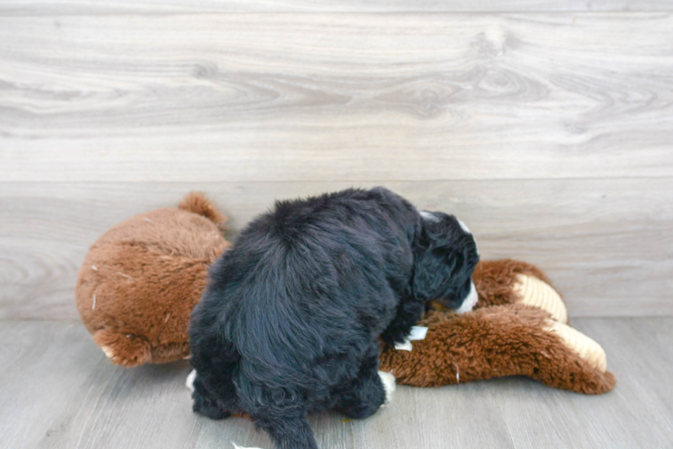 Best Mini Bernedoodle Baby