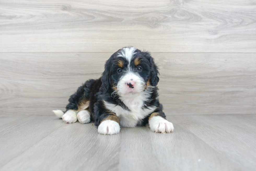 Small Mini Bernedoodle Baby