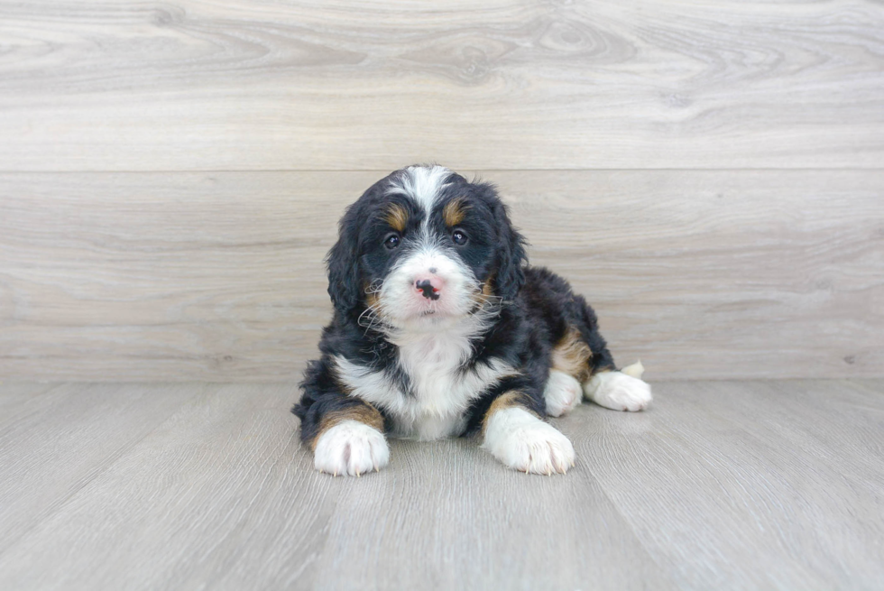 Best Mini Bernedoodle Baby