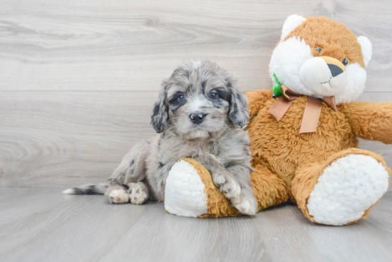 Best Mini Bernedoodle Baby