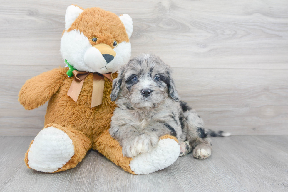 Best Mini Bernedoodle Baby