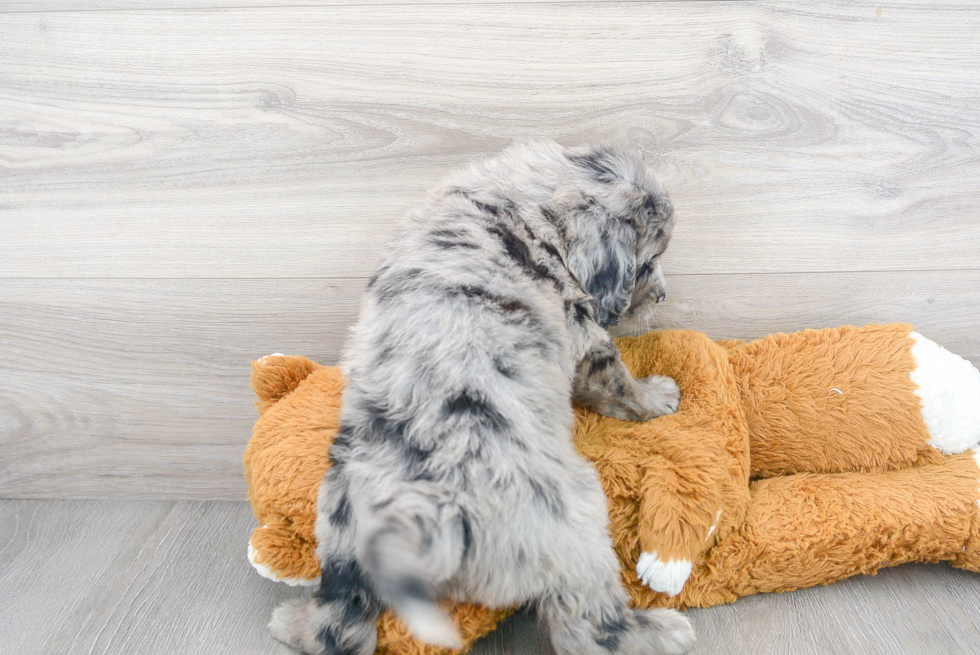 Playful Mini Berniedoodle Poodle Mix Puppy