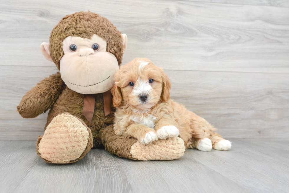 Mini Bernedoodle Puppy for Adoption