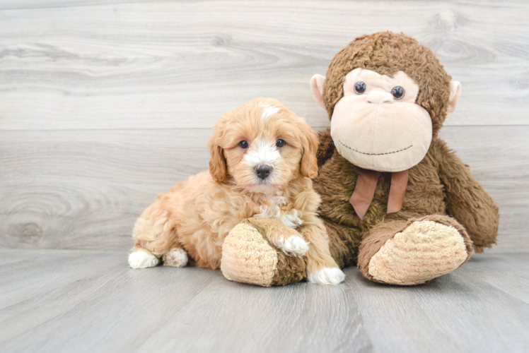 Cute Mini Bernedoodle Baby