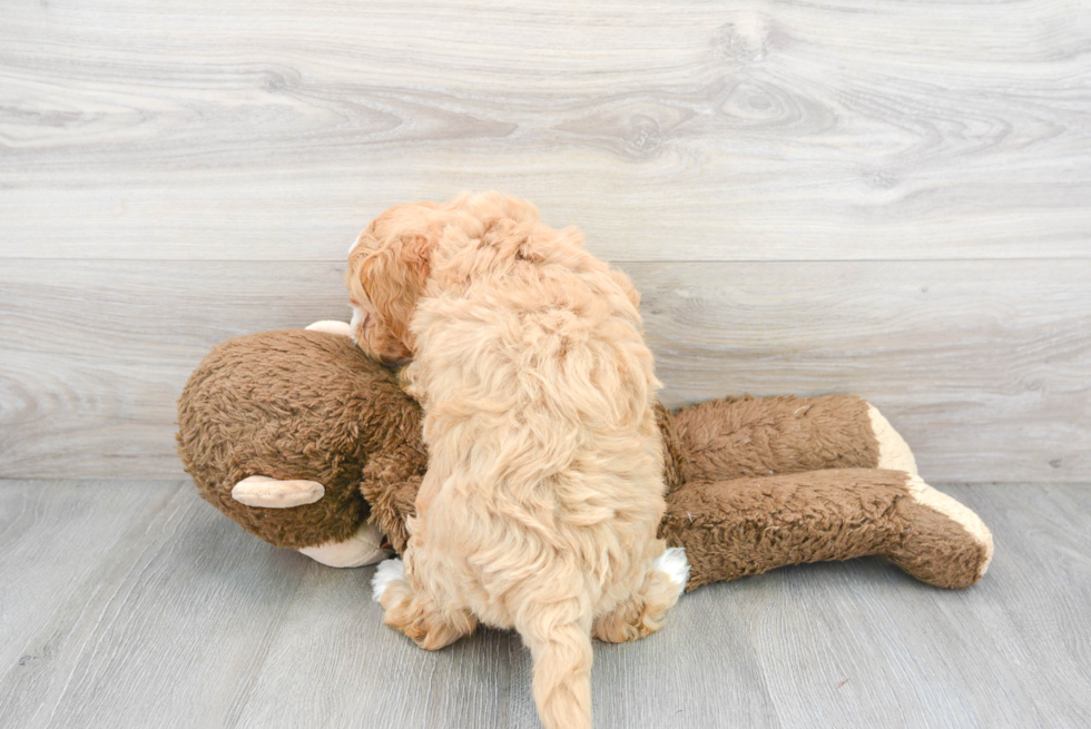 Smart Mini Bernedoodle Poodle Mix Pup