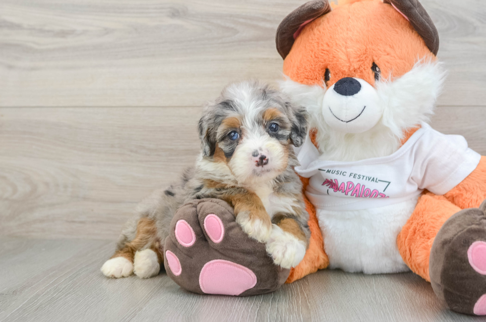 6 week old Mini Bernedoodle Puppy For Sale - Premier Pups