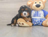 6 week old Mini Bernedoodle Puppy For Sale - Premier Pups