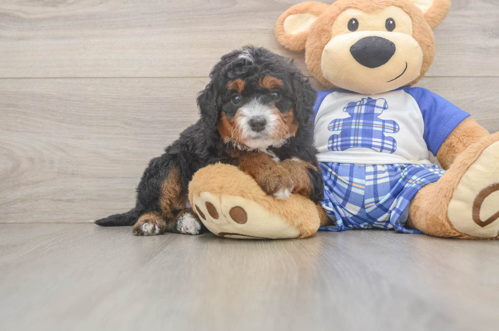 5 week old Mini Bernedoodle Puppy For Sale - Premier Pups