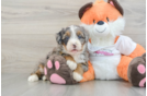 Mini Bernedoodle Pup Being Cute