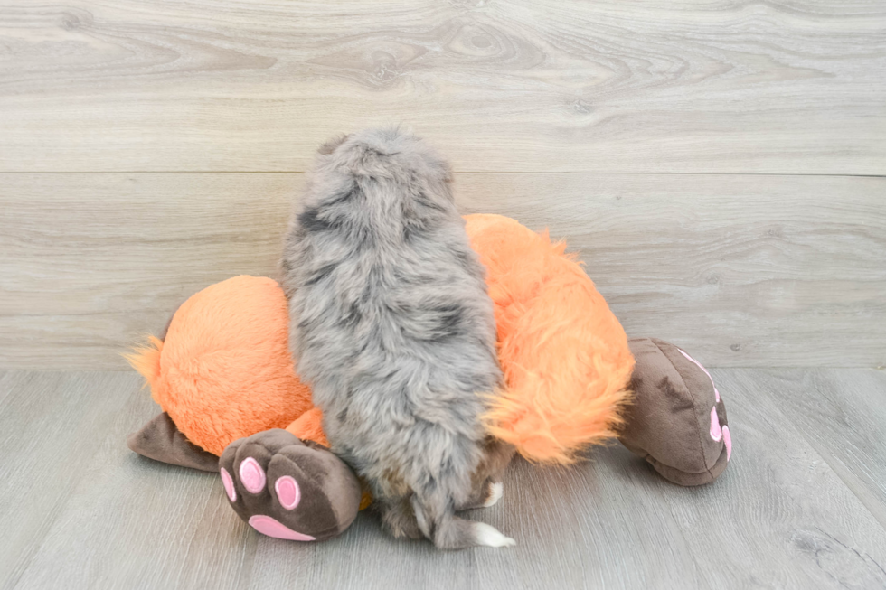 Petite Mini Bernedoodle Poodle Mix Pup