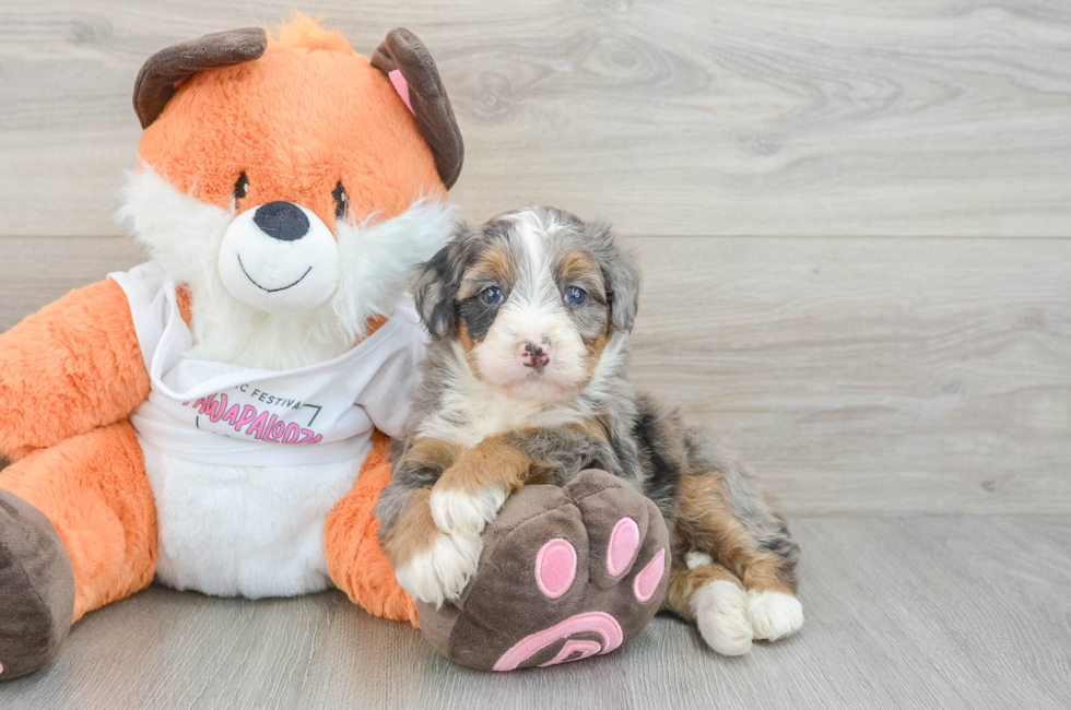 6 week old Mini Bernedoodle Puppy For Sale - Premier Pups