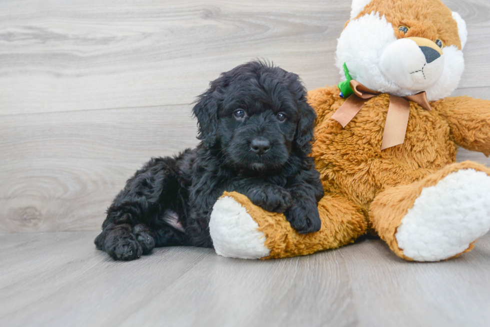 Mini Bernedoodle Puppy for Adoption