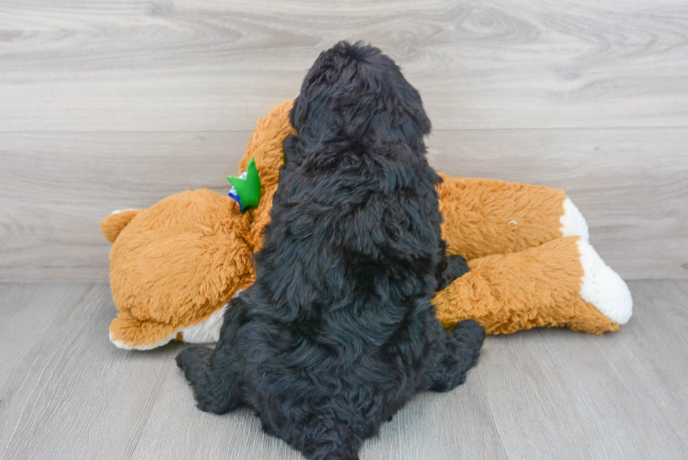 Cute Mini Bernedoodle Baby