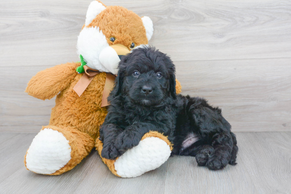 Cute Bernadoodle Poodle Mix Puppy