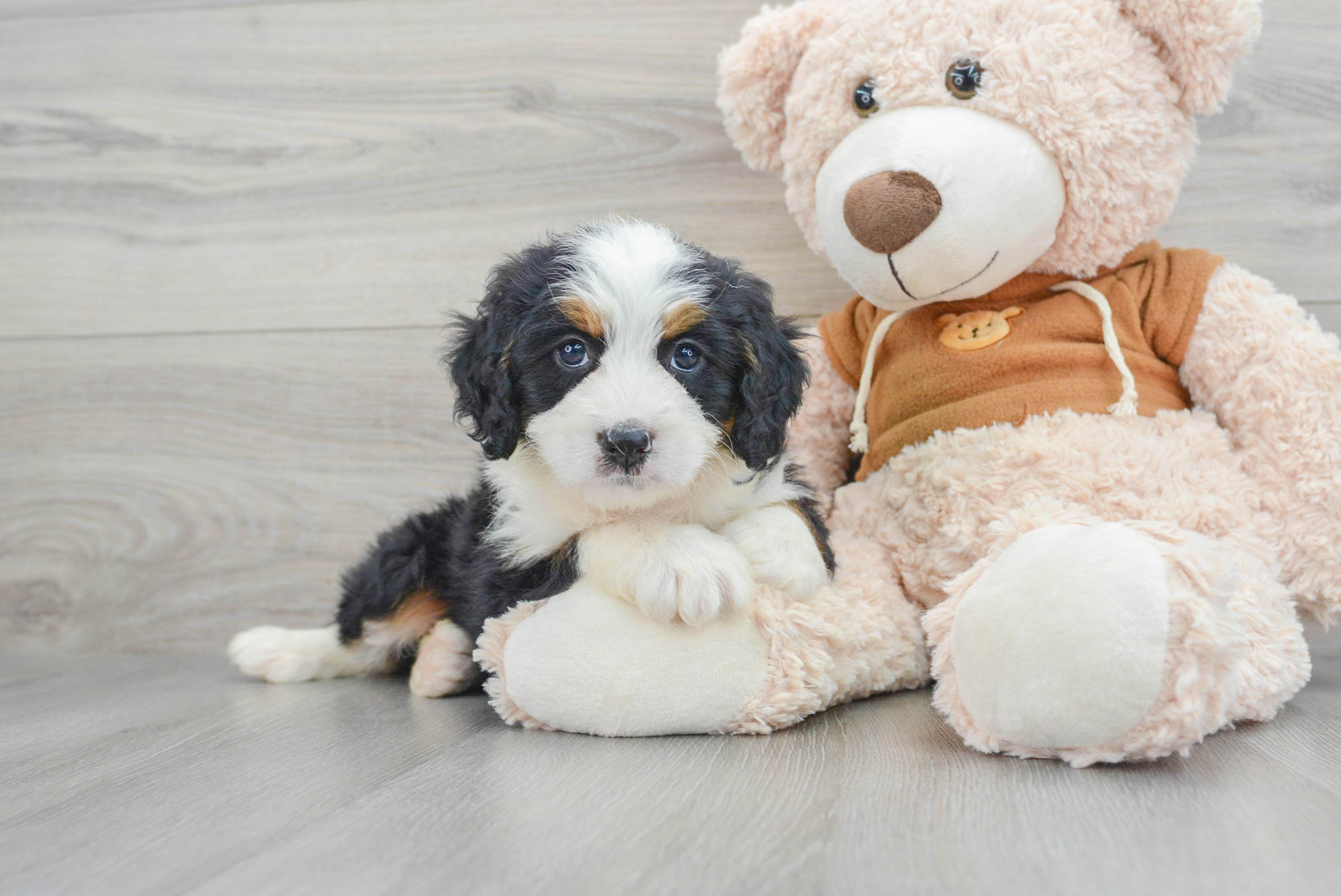 Happy Mini Bernedoodle Baby