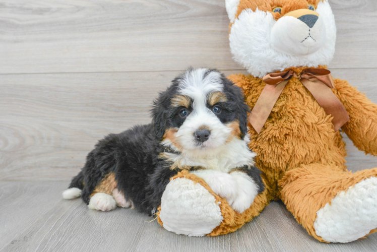 Happy Mini Bernedoodle Baby