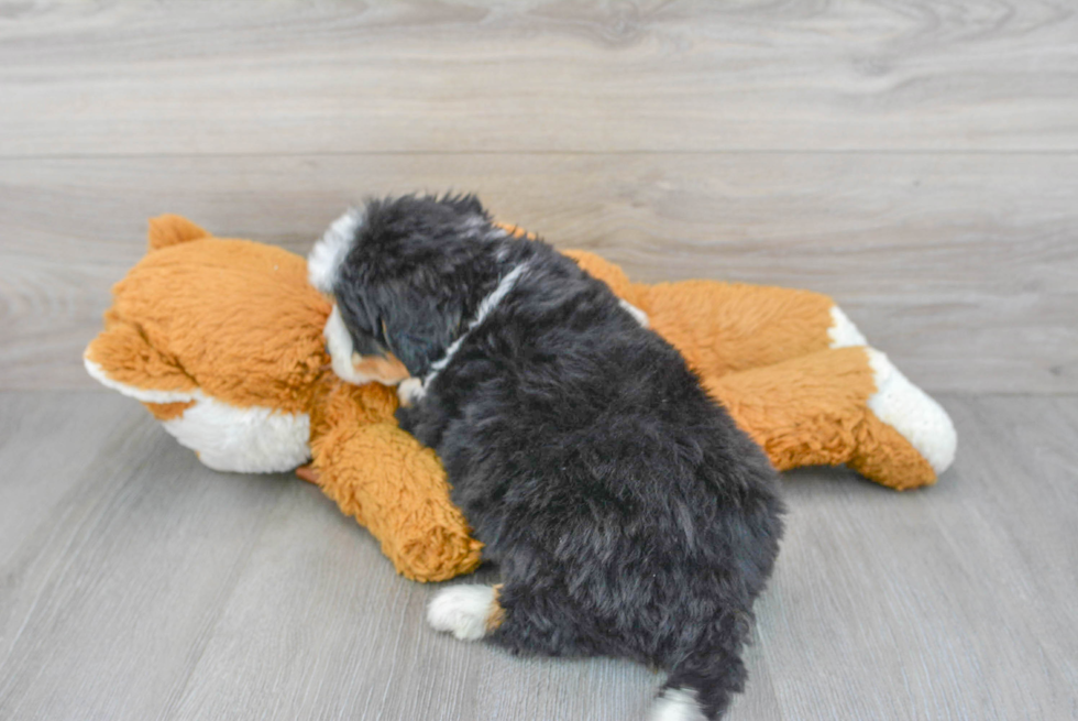 Playful Bernadoodle Poodle Mix Puppy