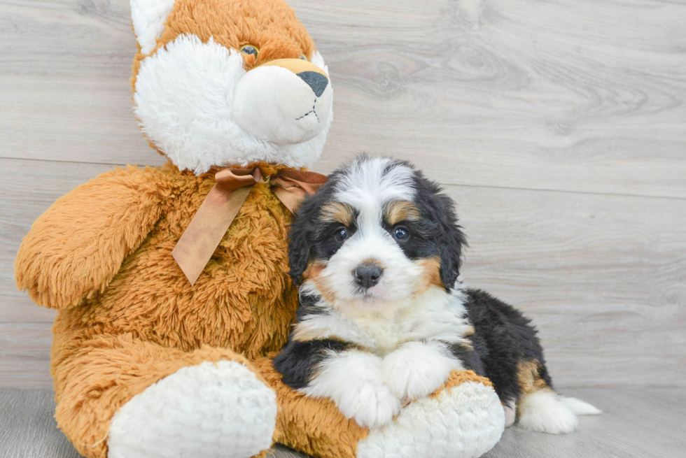 Fluffy Mini Bernedoodle Poodle Mix Pup