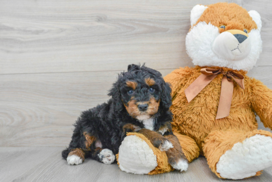 Mini Bernedoodle Pup Being Cute