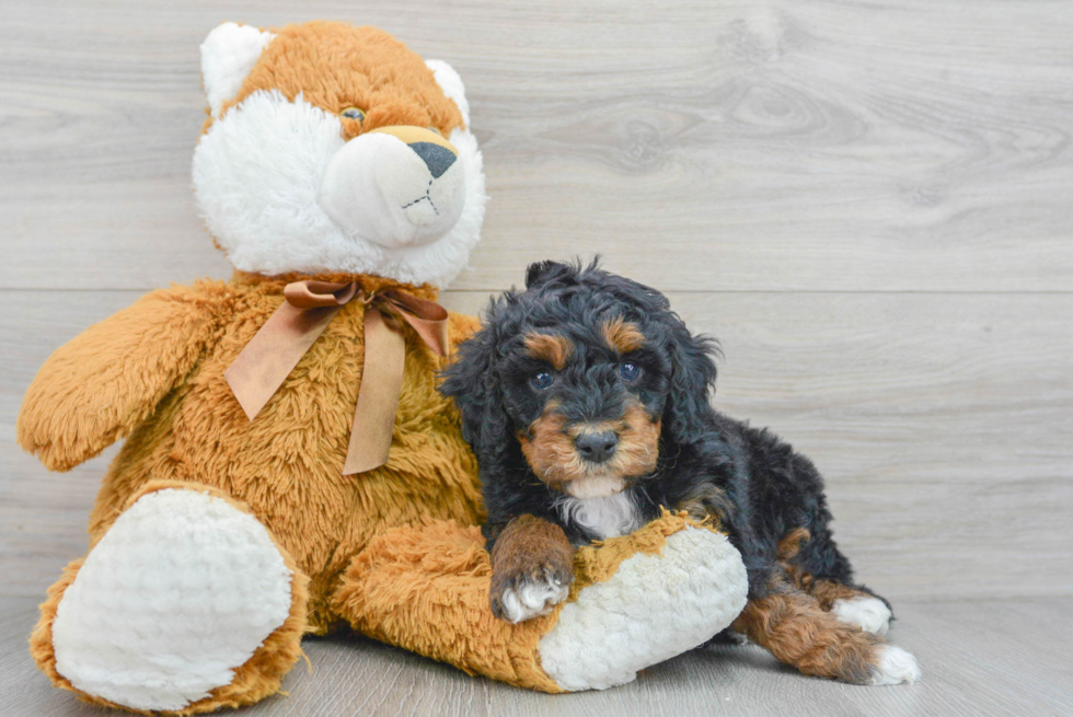 Best Mini Bernedoodle Baby