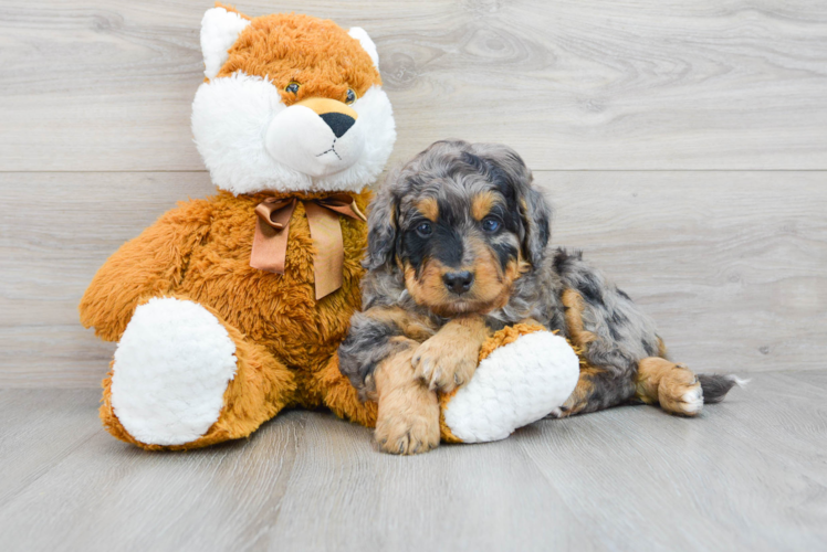 Friendly Mini Bernedoodle Baby